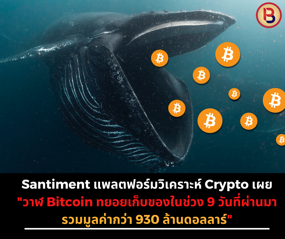 Santiment แพลตฟอร์มวิเคราะห์ Crypto เผย “วาฬ Bitcoin ทยอยเก็บของในช่วง 9 วันที่ผ่านมารวมมูลค่ากว่า 930 ล้านดอลลาร์!!”